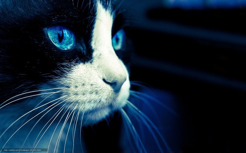Black and White Cat — Blue, Dramatic, Night, Photograph
