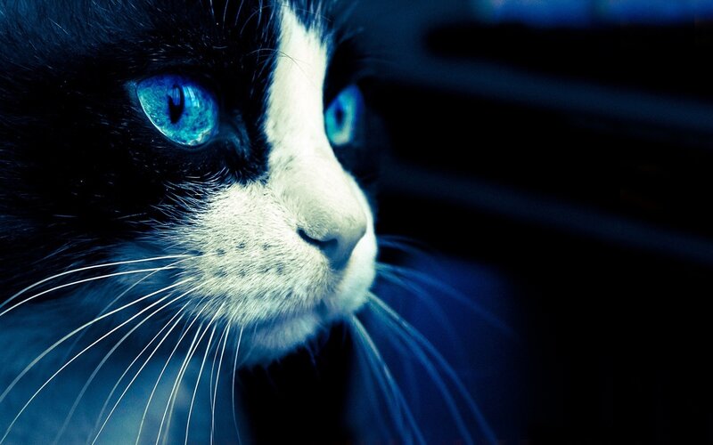 Black and White Cat — Blue, Dramatic, Night