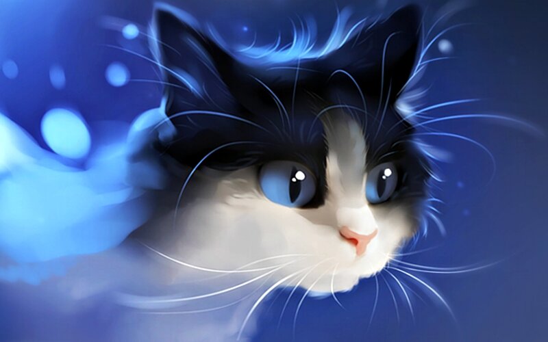 Black and White Cat — Blue, Dreamy