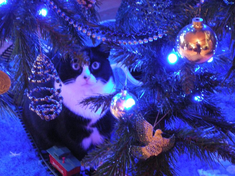 Black and White Cat — Blue, Festive