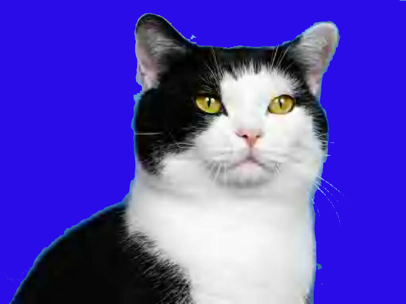 Black and White Cat — Blue, Neutral, Photograph, Eyes