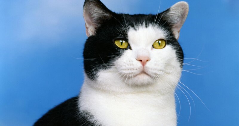 Black and White Cat — Blue, Neutral