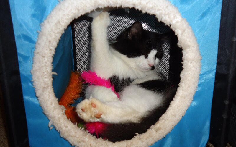 Black and White Cat — Blue, Relaxed