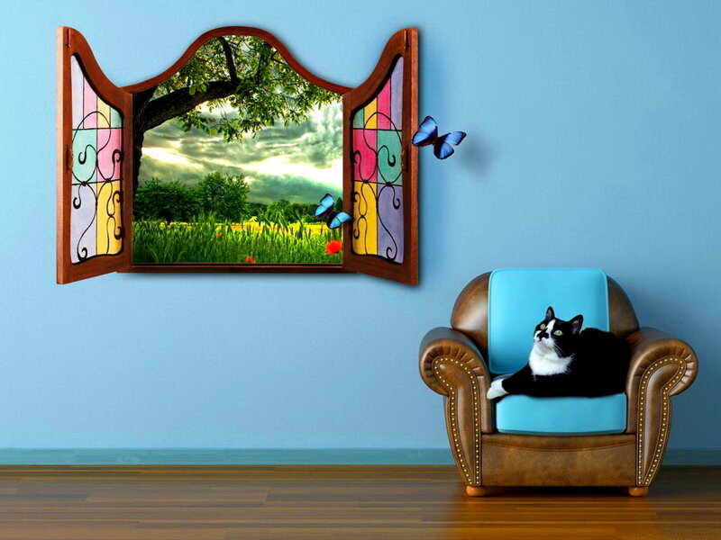 Black and White Cat — Blue, Serene, Afternoon