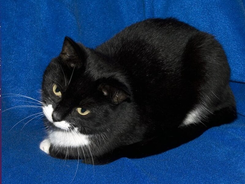 Black and White Cat — Blue