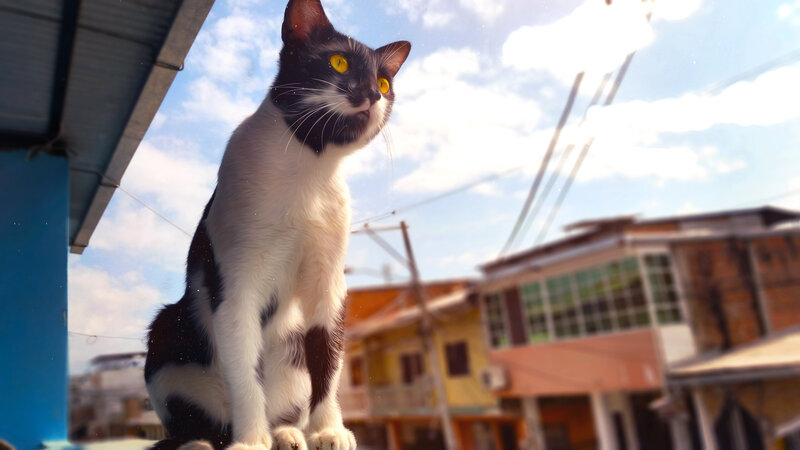 Black and White Cat — Bright