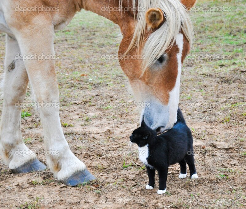 Black and White Cat — Brown, Calm, Afternoon, Photograph, Horse