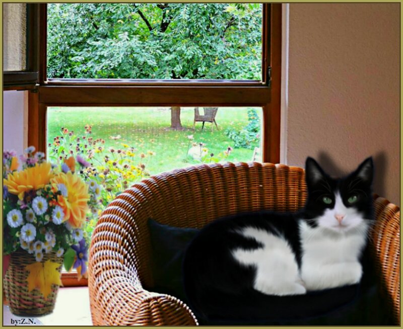 Black and White Cat — Brown, Calm, Afternoon, Photograph, Wicker Chair