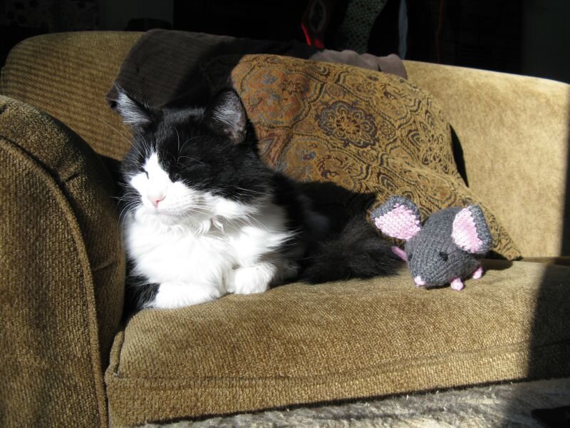 Black and White Cat — Brown, Calm, Afternoon