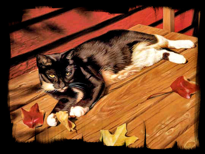 Black and White Cat — Brown, Calm, Autumn