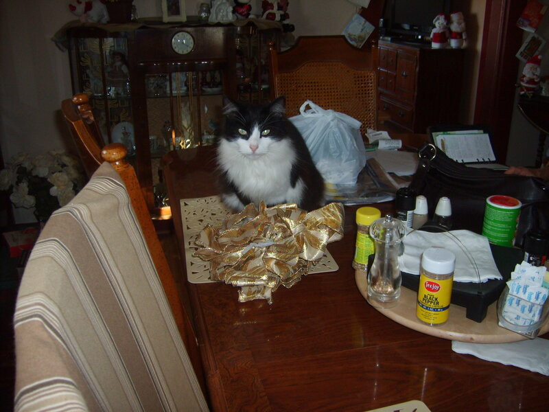 Black and White Cat — Brown, Calm, Night