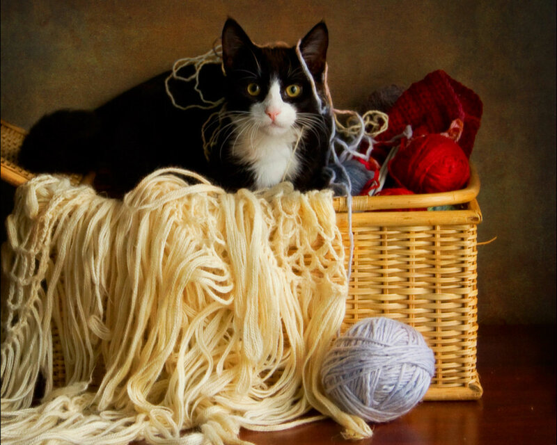 Black and White Cat — Brown, Calm, Photograph, Basket