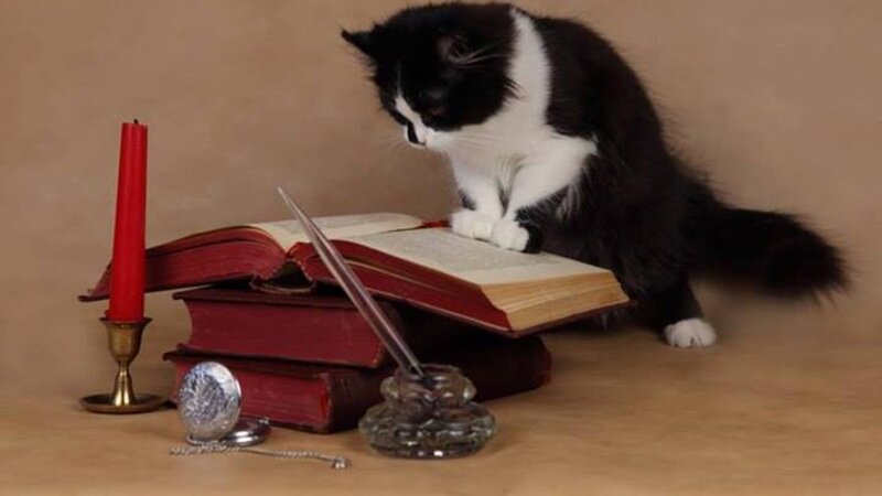 Black and White Cat — Brown, Calm, Photograph, Book