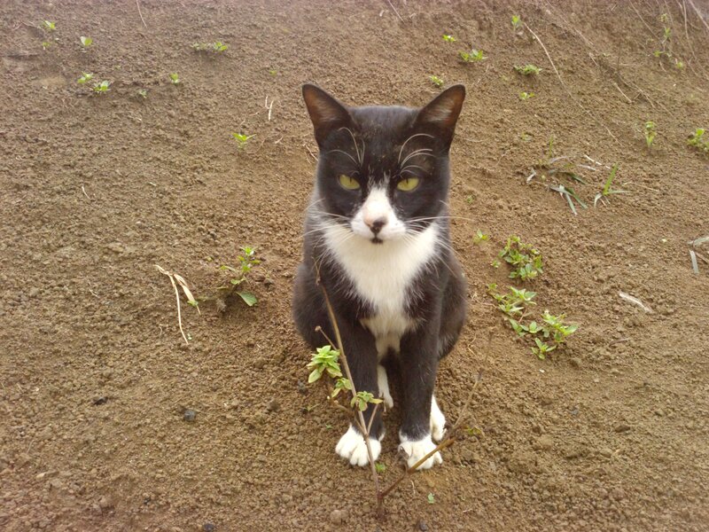 Black and White Cat — Brown, Calm, Photograph, Dirt