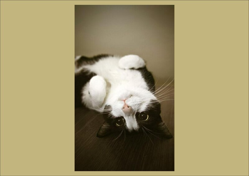 Black and White Cat — Brown, Calm, Photograph, Floor