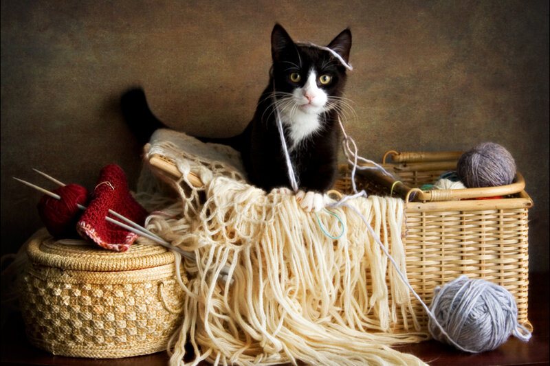 Black and White Cat — Brown, Calm, Photograph, Knitting Supplies