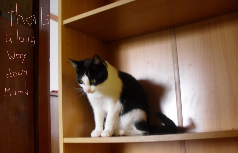 Black and White Cat — Brown, Calm, Photograph, Shelf