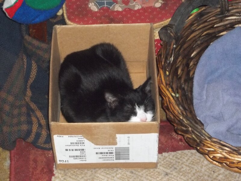 Black and White Cat — Brown, Calm, Photograph