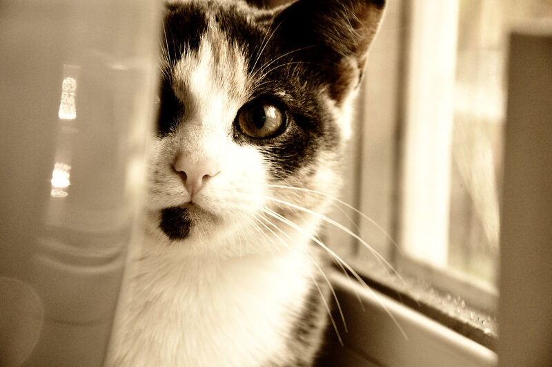 Black and White Cat — Brown, Calm, Photograph, Window