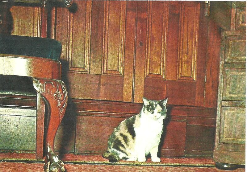 Black and White Cat — Brown, Calm, Photograph, Wooden Wall