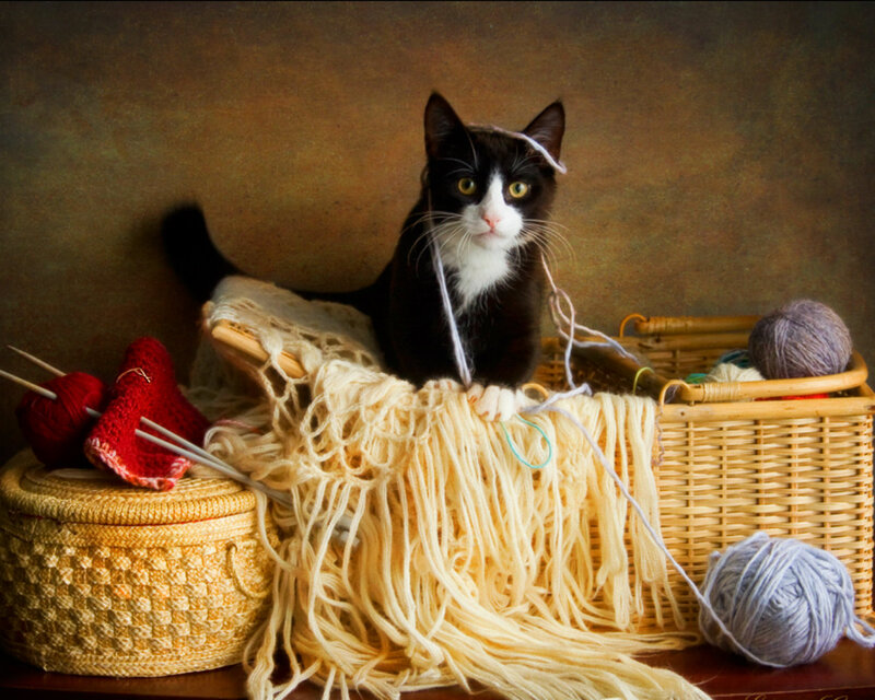 Black and White Cat — Brown, Calm, Photograph, Yarn