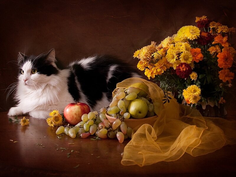 Black and White Cat — Brown, Calm