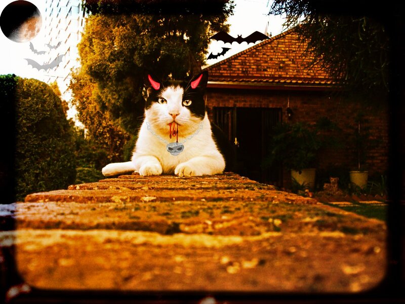 Black and White Cat — Brown, Creepy