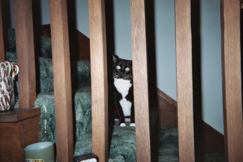 Black and White Cat — Brown, Curious, Night