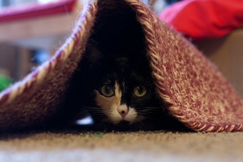 Black and White Cat — Brown, Curious, Photograph