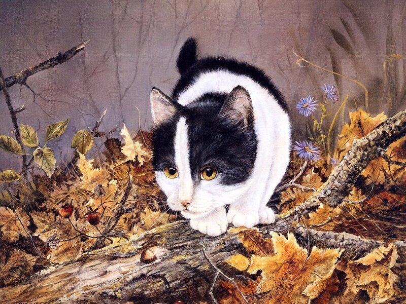 Black and White Cat — Brown, Curious