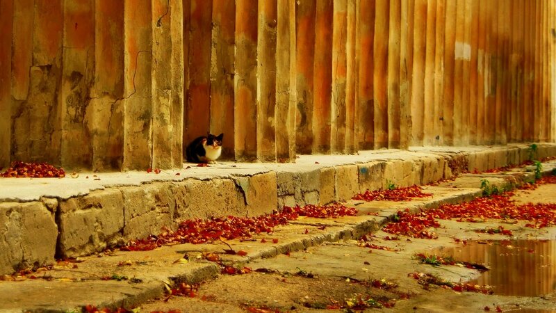 Black and White Cat — Brown, Dramatic, Autumn
