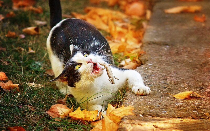 Black and White Cat — Brown, Dramatic