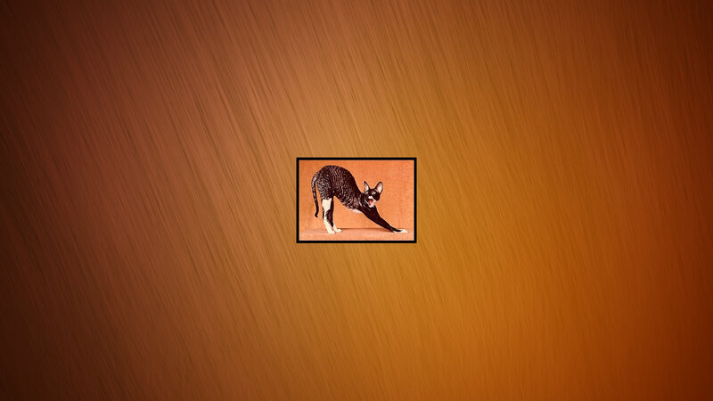 Black and White Cat — Brown, Neutral