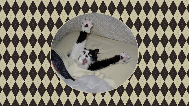 Black and White Cat — Brown, Playful