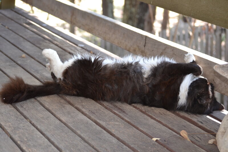 Black and White Cat — Brown, Relaxed, Afternoon