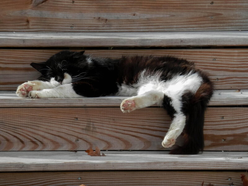 Black and White Cat — Brown, Relaxed, Autumn
