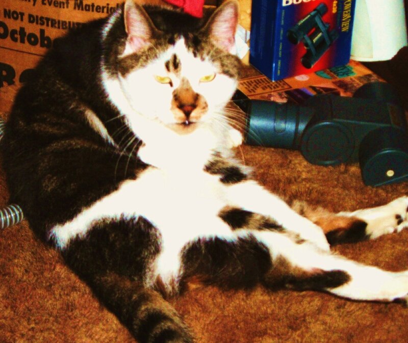 Black and White Cat — Brown, Relaxed, Photograph, Binoculars