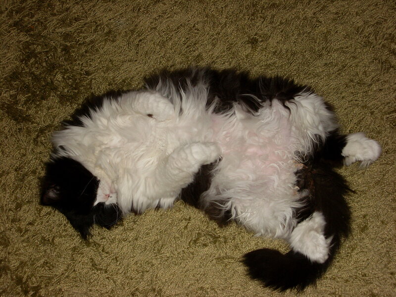 Black and White Cat — Brown, Relaxed, Photograph, Carpet