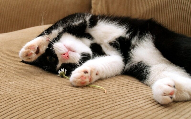 Black and White Cat — Brown, Relaxed, Photograph, Couch