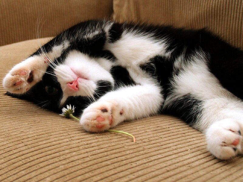 Black and White Cat — Brown, Relaxed, Photograph