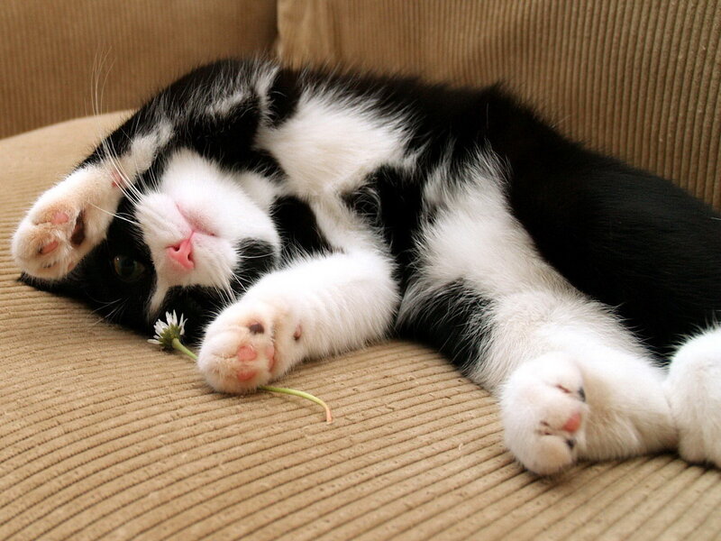 Black and White Cat — Brown, Relaxed