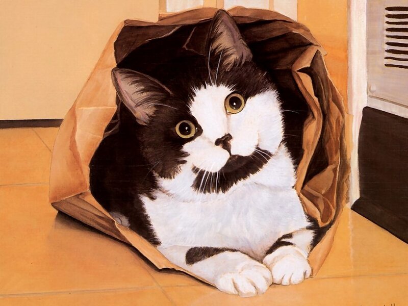 Black and White Cat — Brown