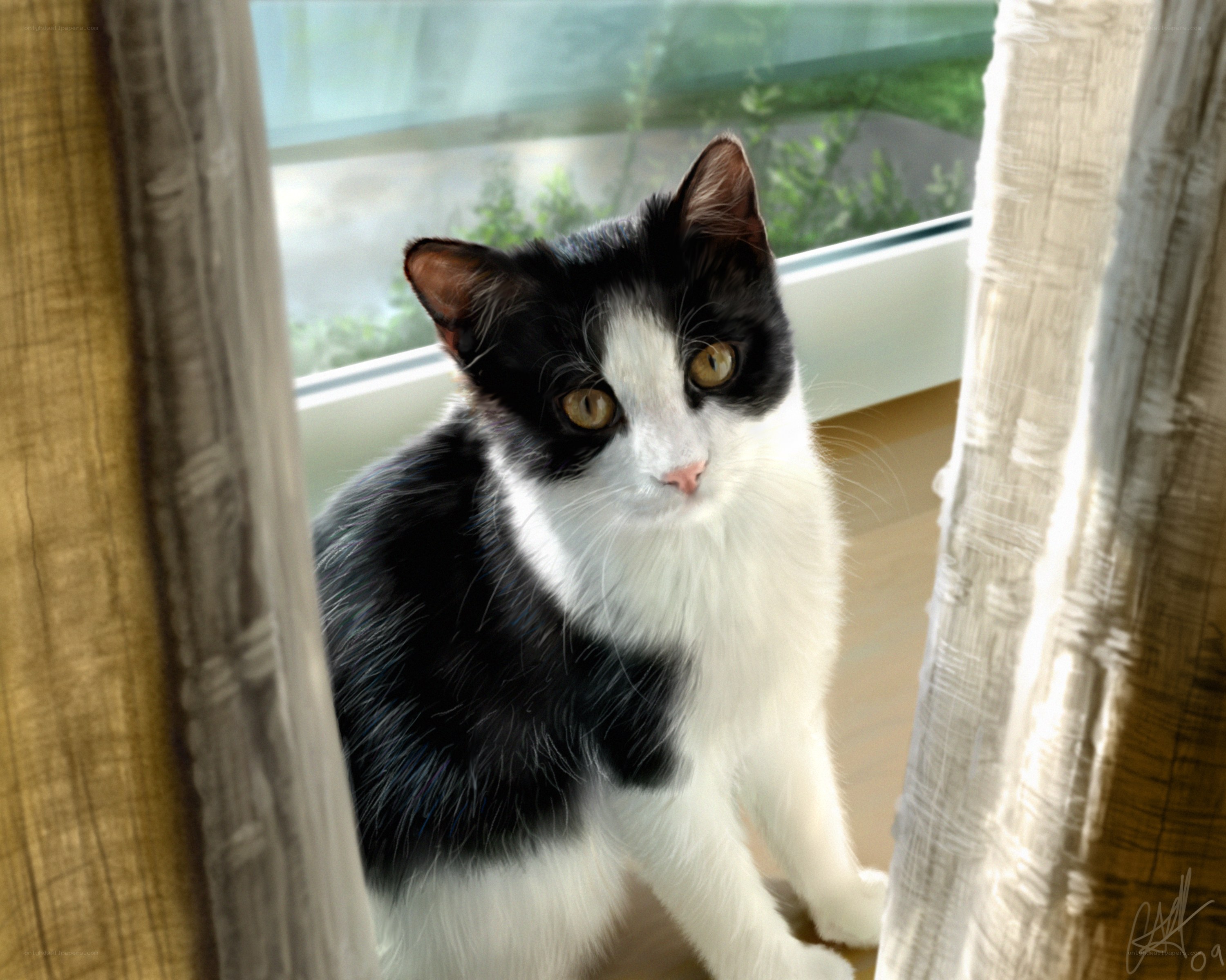 black and white cat by window