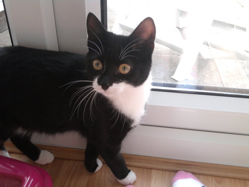 black and white cat by window
