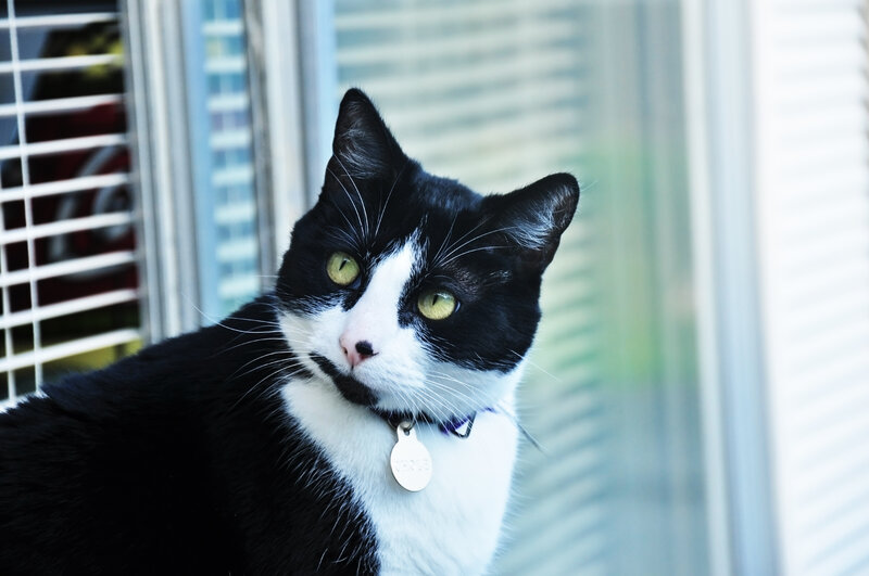 black and white cat by window