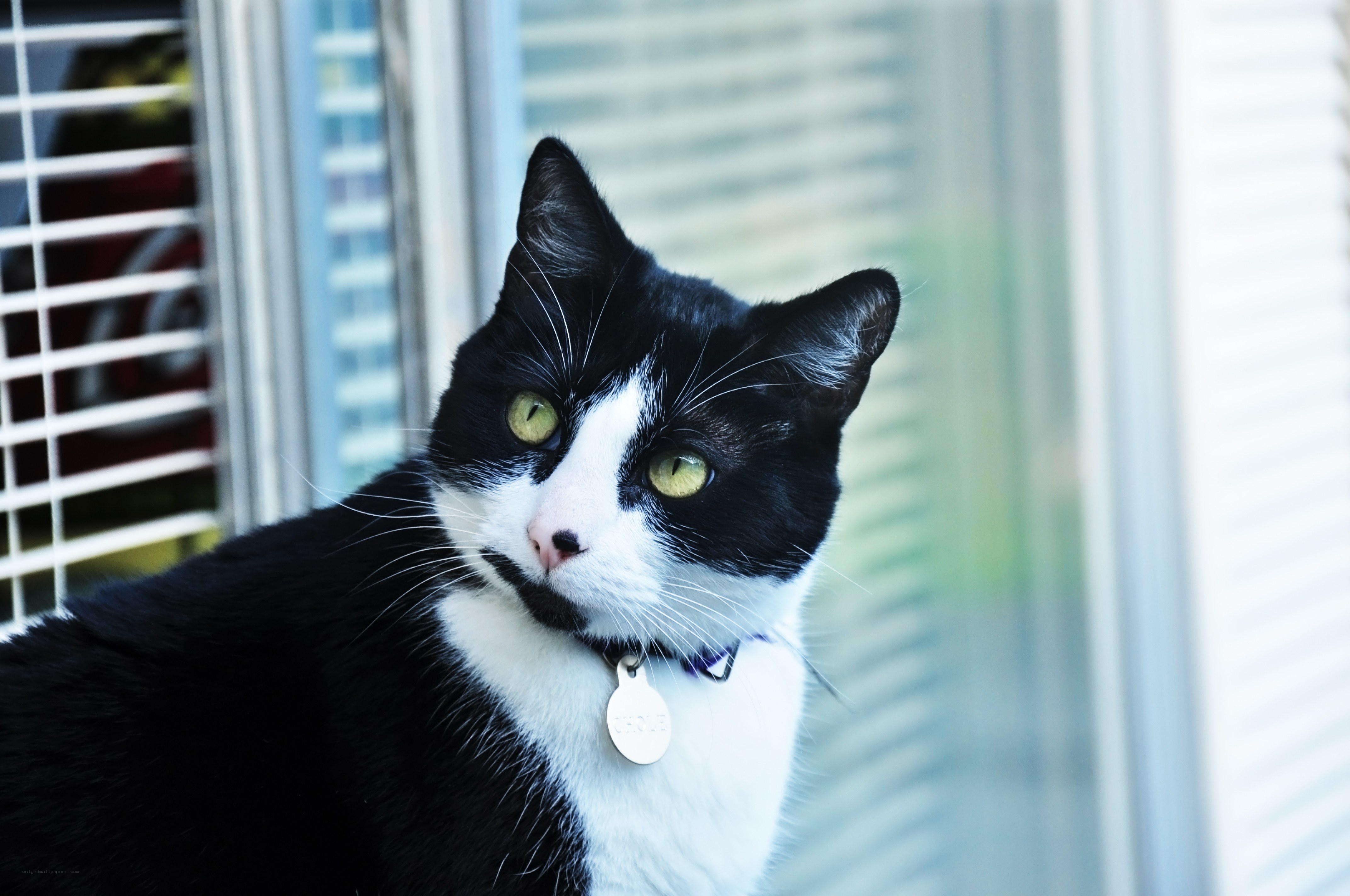 black and white cat by window