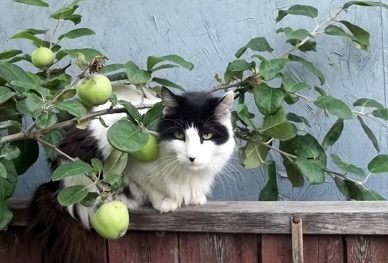 Black and White Cat — Calm, Afternoon, Photograph, Apple Tree
