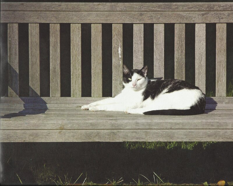 Black and White Cat — Calm, Afternoon, Photograph, Bench