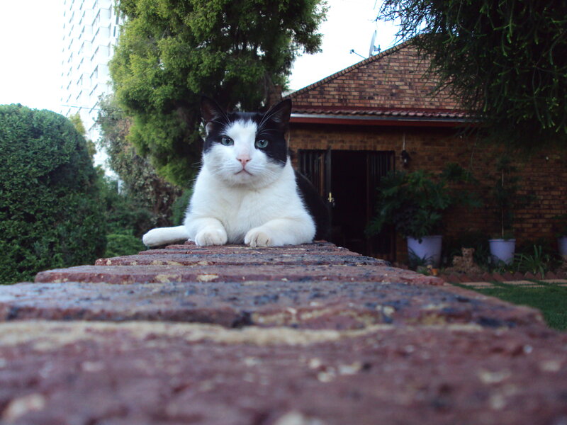 Black and White Cat — Calm, Afternoon, Photograph, Brick Wall, House