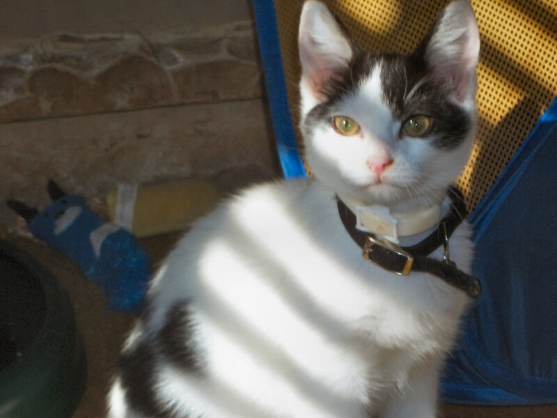 Black and White Cat — Calm, Afternoon, Photograph, Collar, Chair
